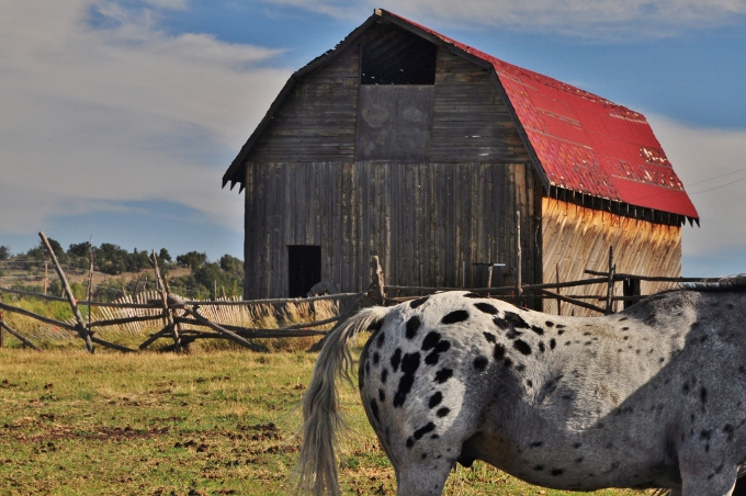 horse and barn in colorado